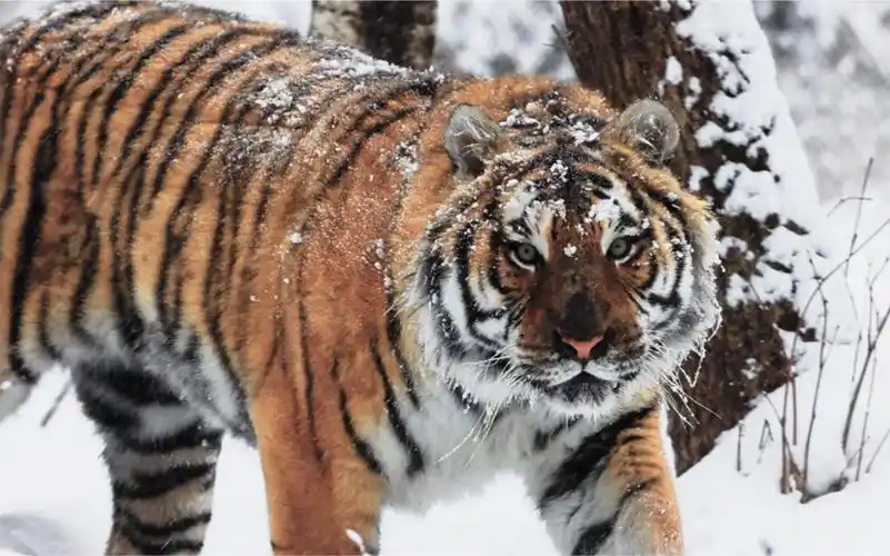 长白山区域发现野生东北虎!它的脚印有多大?