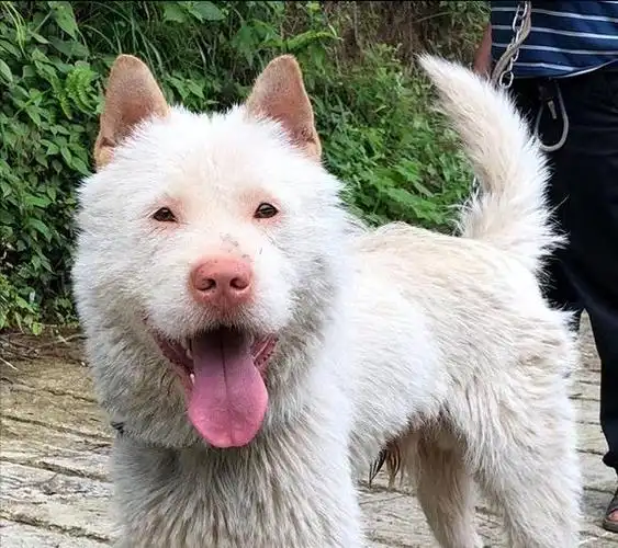 忠诚又懂事,养了真香|宠物|犬科|哈巴狗|狗肉车|驯养动物|中华田园犬