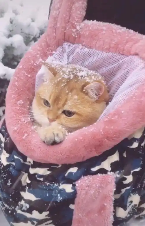 猫咪第一次看雪它冻得直打哆嗦猫真的好冷啊