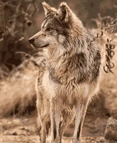 心理测试: 4匹狼,哪一匹是狼王?测你下半生过得是否幸福!_生活