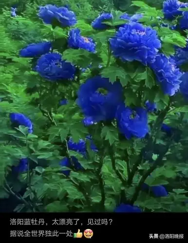 别再被"照骗"了!真正的洛阳蓝牡丹,其实长这样