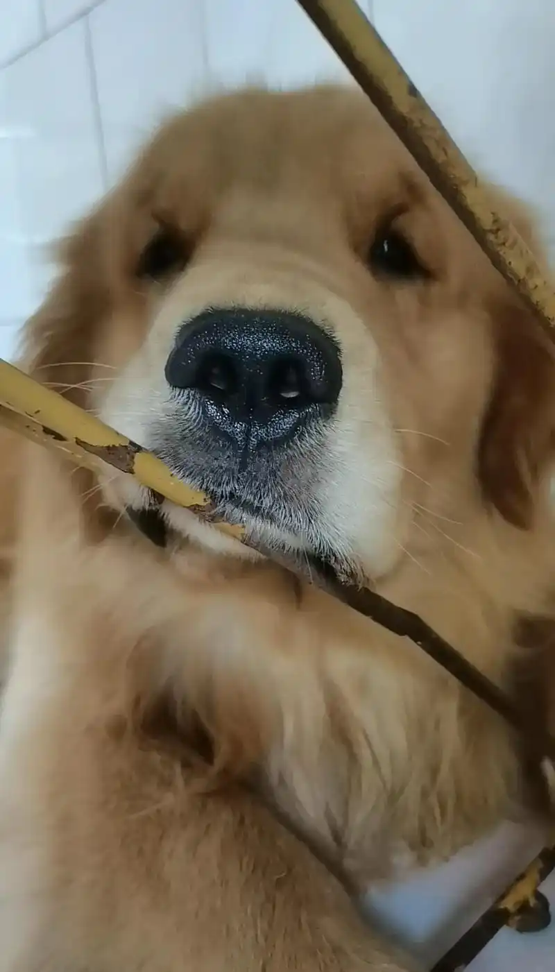 来了来了,炸毛巴的表情包来咯93#家有萌宠金毛 #炸毛辛巴  - 抖音