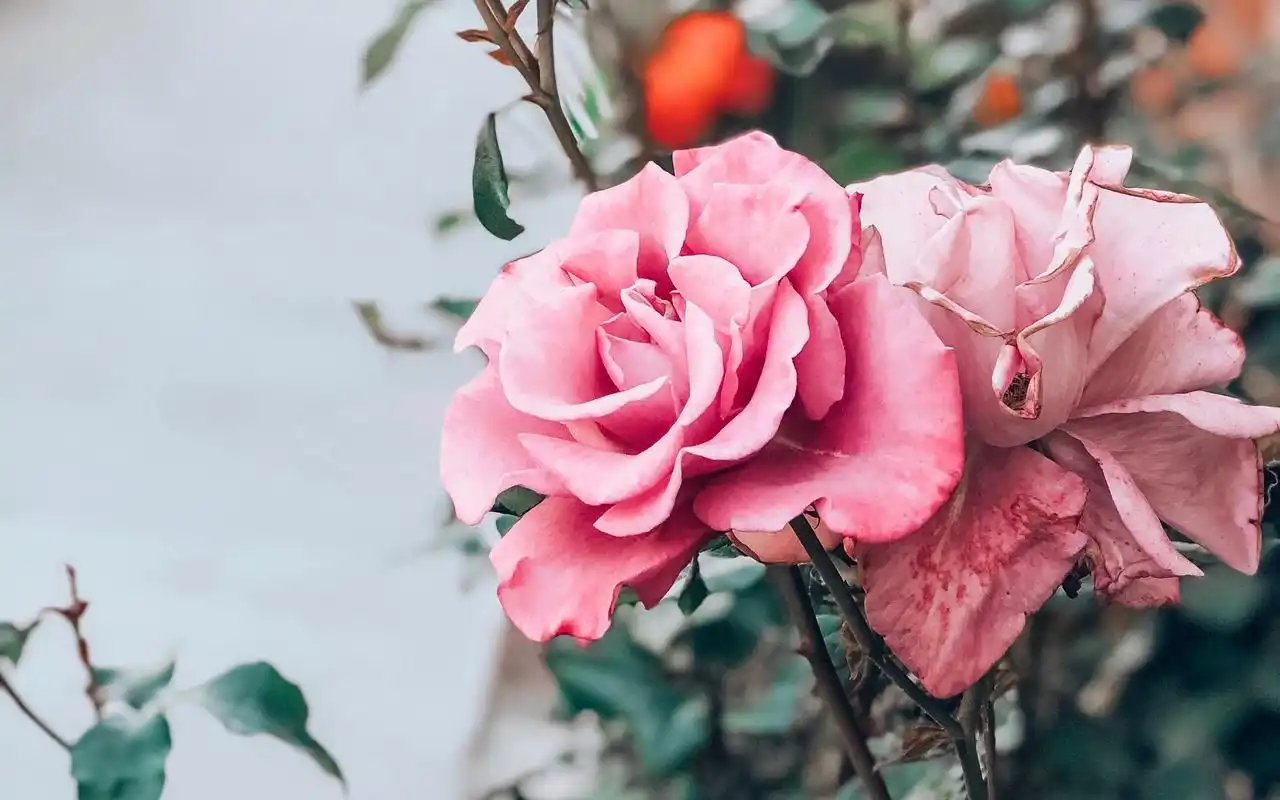 粉色玫瑰花唯美图片高清壁纸