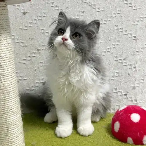 已售深圳长毛蓝白弟弟蹲新家