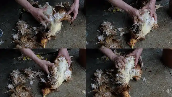 过年过节杀鸡拔毛