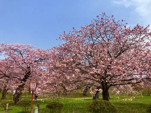 其它 北海道松前城樱花 写美篇2018年4月下旬日本樱花之旅.