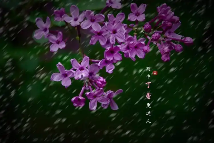 雨中赏花紫丁香