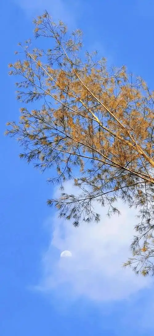 唯美,夏日清新风景图片,治愈系风景图片小清新,夏天风景美图超清 唯美