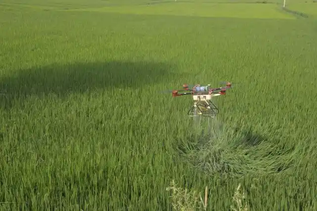 一架载满农药的植保小飞机在稻田上空紧张有序的作业