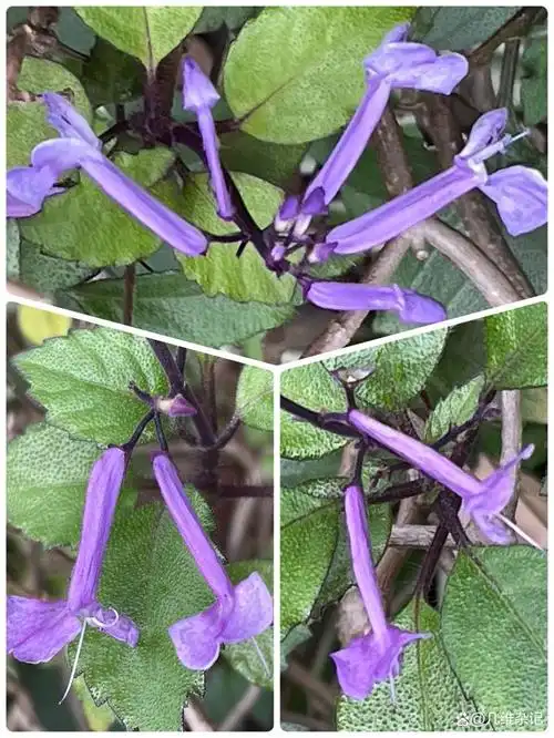 艾氏香茶菜～花卉新宠