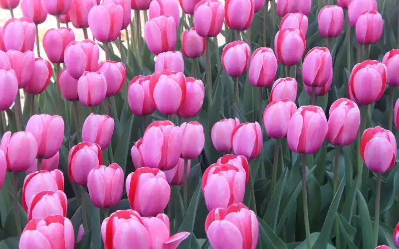 许多粉红色的郁金香花,花园 壁纸