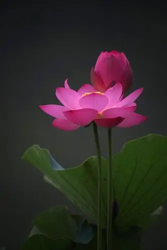 荷花摄影作品赏