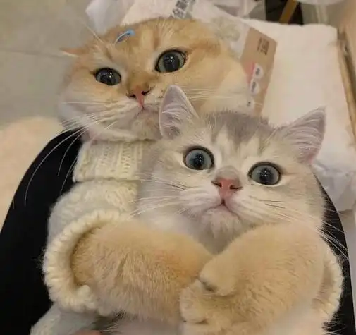 抖音最火情侣头像猫 情侣头像图片大全 -【爱个性】