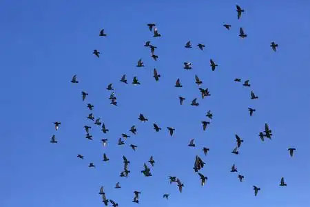 的语气图候鸟,在天空中鸟儿在天空中飞翔天空中的鸽子飞翔在黑暗天