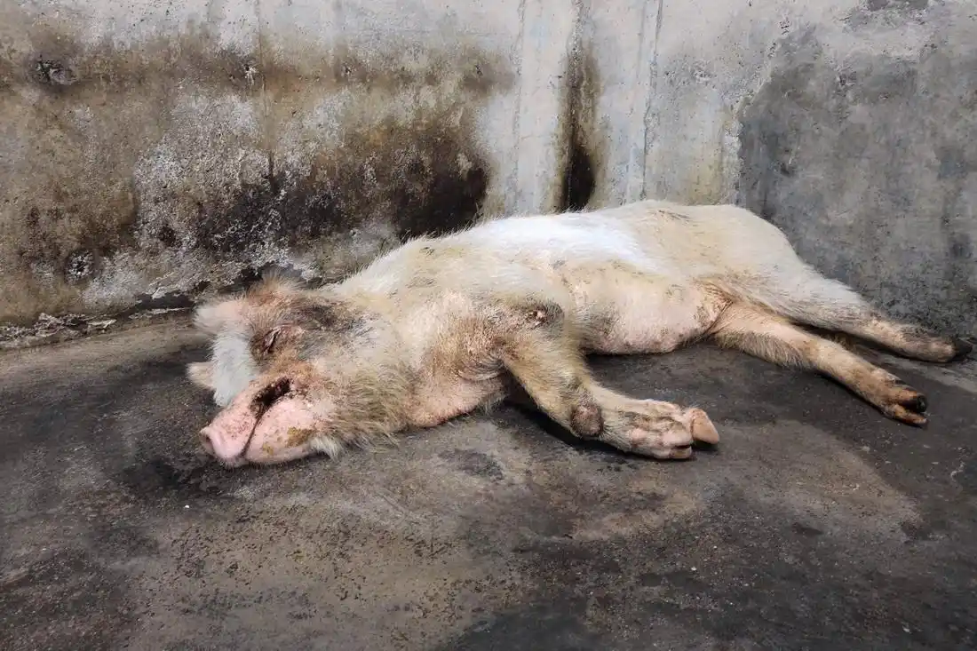 图集猪坚强走完传奇一生作为汶川记忆或被制成标本