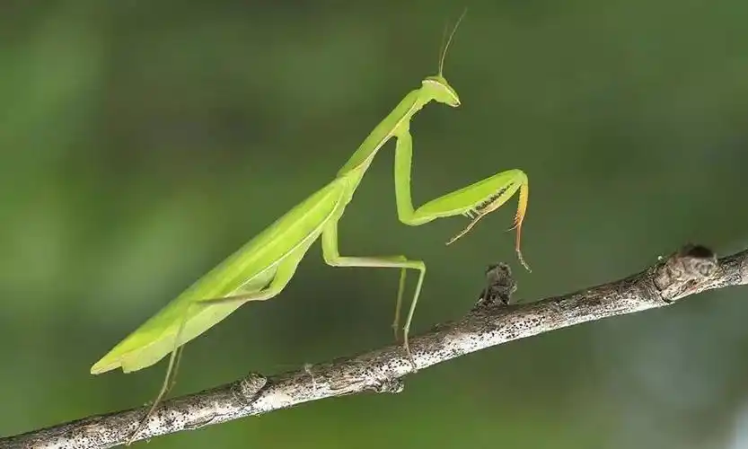 常见天敌昆虫大全附图