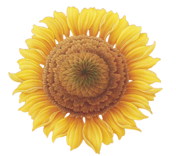 【ps免抠素材】※※※※史上最全的花类png透明素材293p※※※※_ps吧