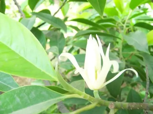 东莞的市花是什么?