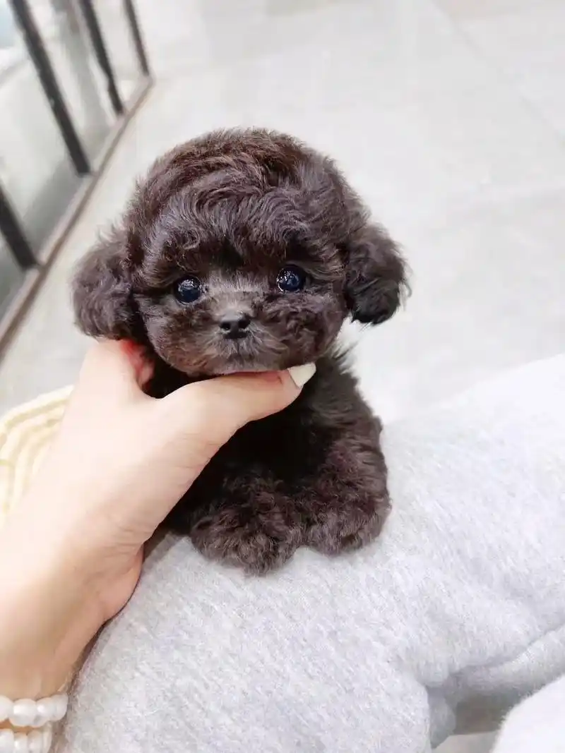 灰泰迪狗狗已经两个多月大了.疫苗驱虫按时 - 抖音