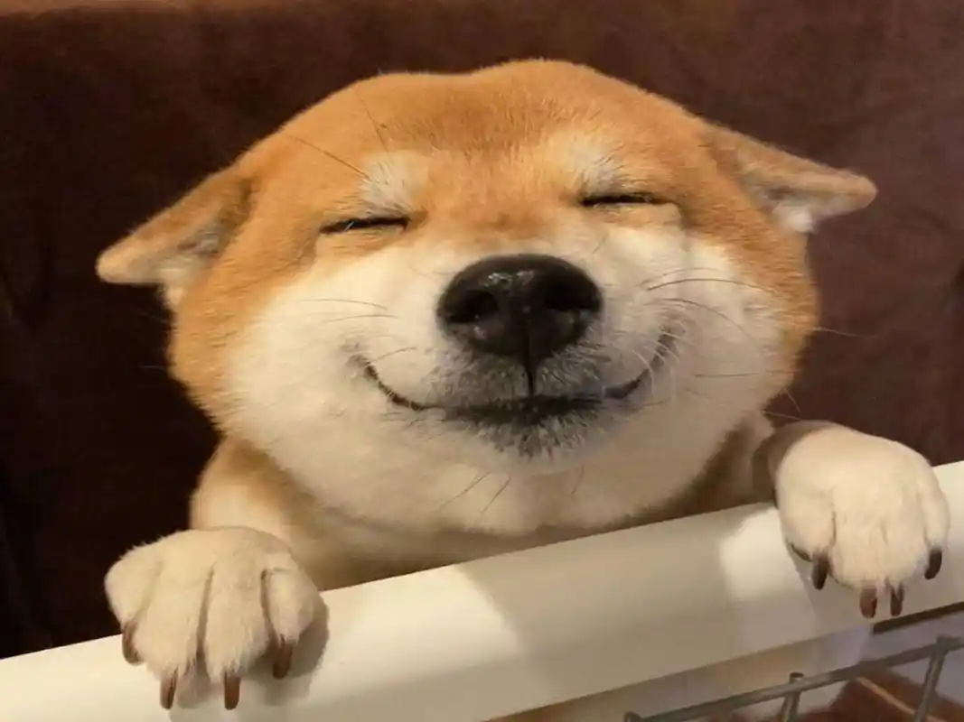 笑容治愈人心_张脸_狗狗_hana