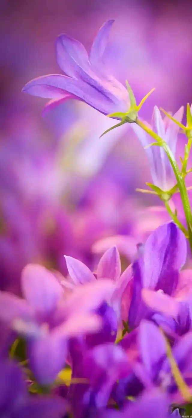 植物花卉高清壁纸:护眼,唯美小清新,挺养眼的