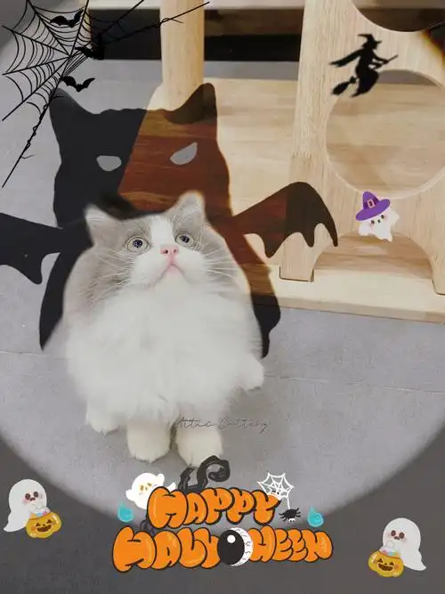 米努特长腿蓝白弟弟