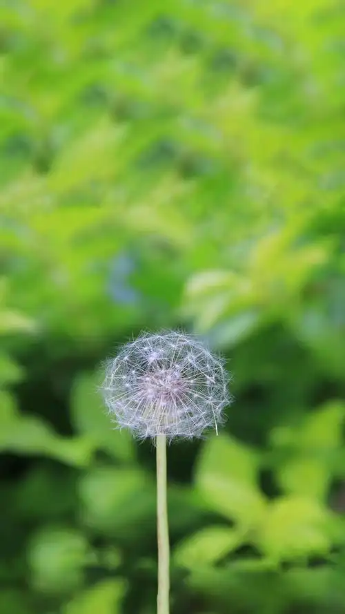 来一波"舒适养眼"的绿色养眼的壁纸,让你放松下吧～,绿色养眼的壁纸