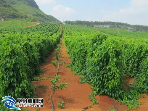 新华乡淮山套种发展喜人