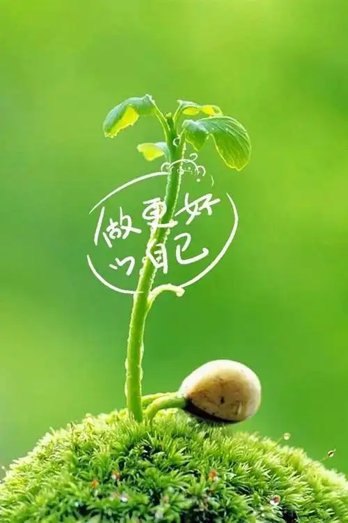 小清新绿色护眼植物手机锁屏壁纸_高清手