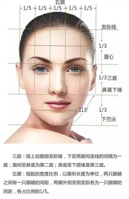 医学美容三庭五眼