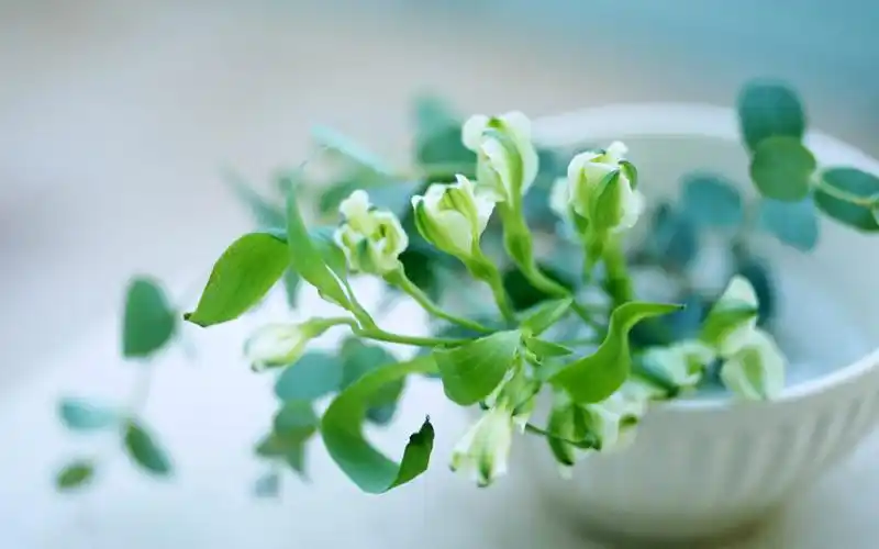 绿色小清新治愈系植物风景桌面壁纸