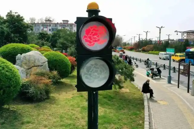 牡丹"绽放"街头!红的,绿的