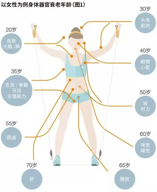 人体衰老过程中一些指标的变化