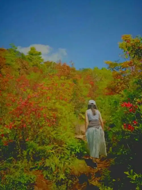 漫山遍野的杜鹃花女人的背影