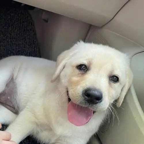 78我的小狗子也太可爱了呀