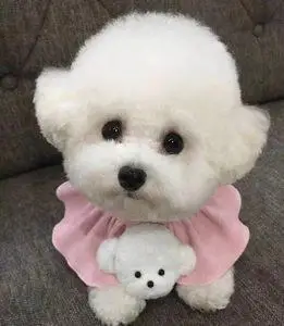 比熊犬幼犬图片