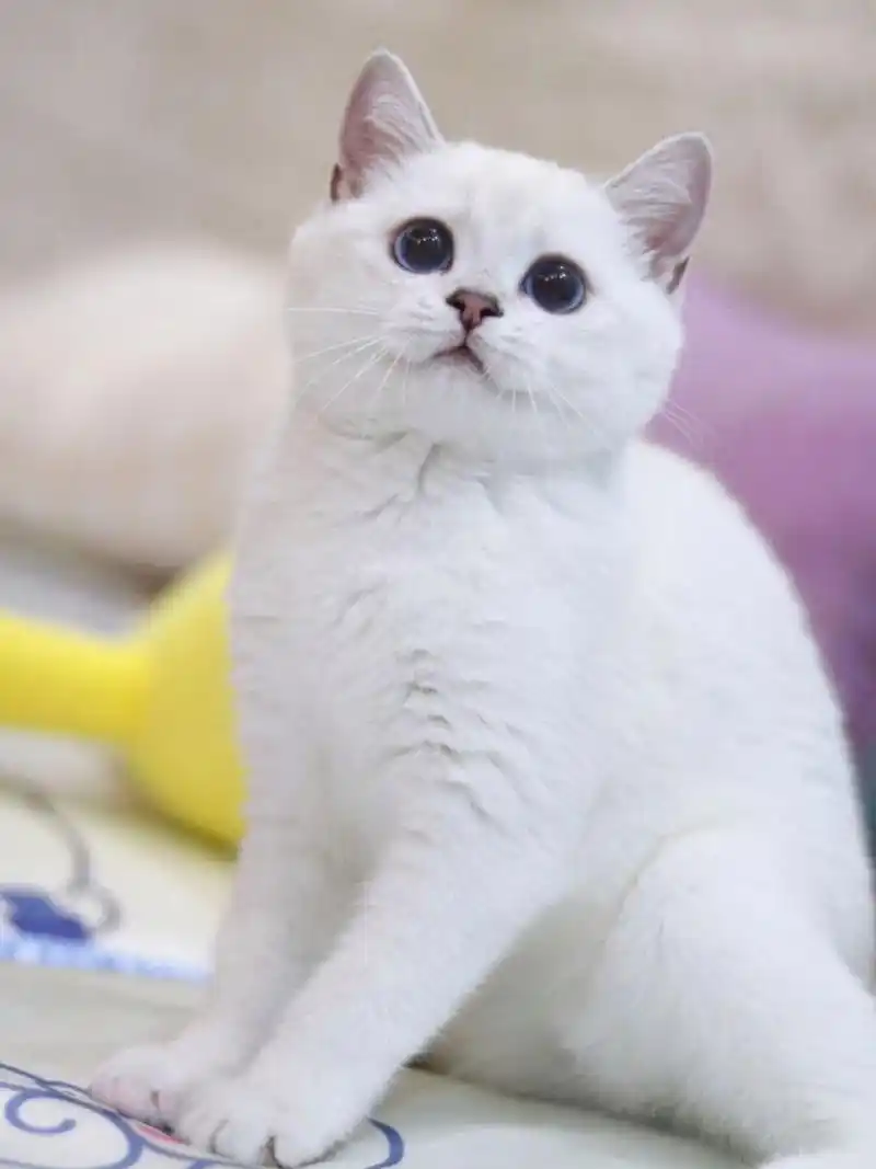 一看就是女孩子的喵喵 #英短银点# #猫咪找新家# #合肥猫咪