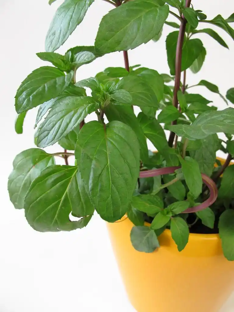 柠檬薄荷,柠檬薄荷