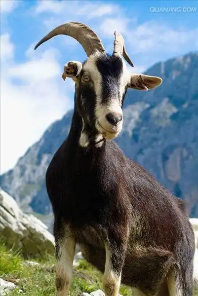 山羊