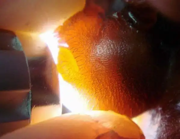 犀牛角鉴别(犀牛角鉴别有图有真相)