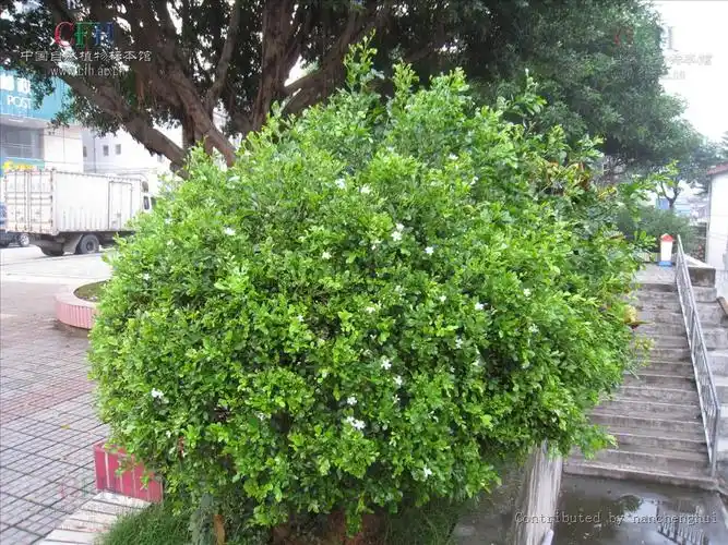 p>九里香(学名: i>murraya exotica /i>),又称: a target="_blank"