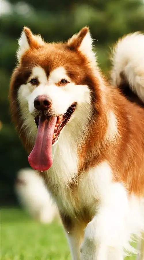 养阿拉斯加需要注意些什么(越来越多人养阿拉斯加)(1)