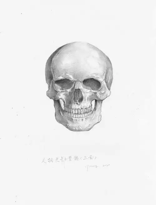 骨骼素描(by艺芒)|纯艺术|绘画|艺芒 - 原创作品 - 站酷 (zcool)