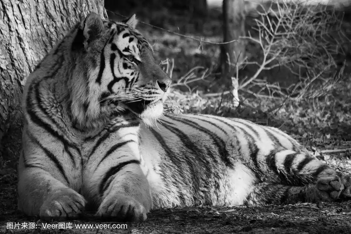 黑白相间的东北虎躺在地上晒太阳,懒洋洋的