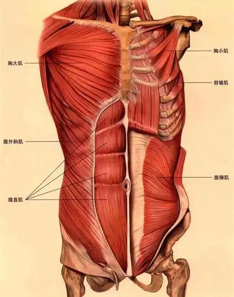芳华悦颜轻奢产后管理中心腹直肌修复项目