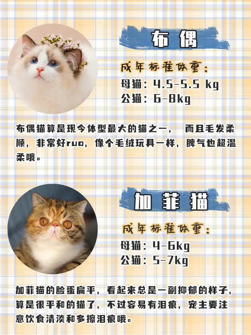 99 英短: 成年标准体重:母猫:4-5.5kg, 公猫:6-7.