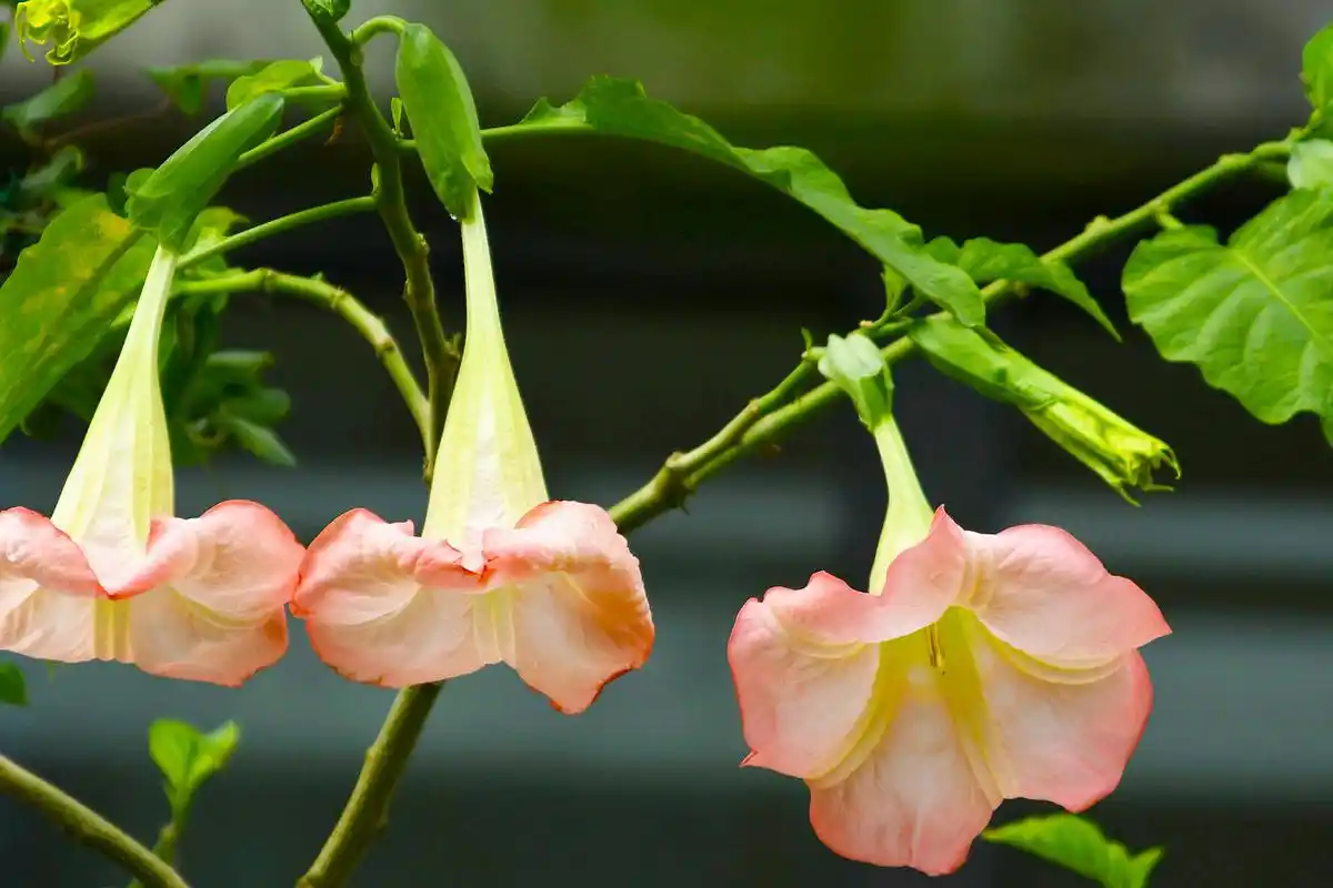 有毒的曼陀罗花