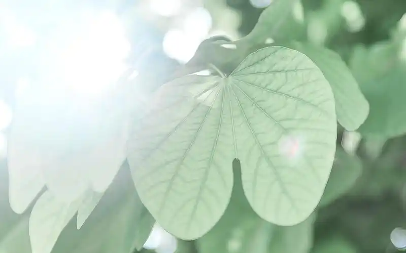 小清新自然风景图片桌面壁纸