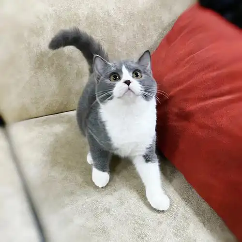 圆溜溜的眼睛太可爱啦蓝白英短