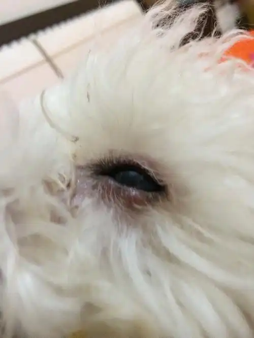 我家狗狗眼睑红肿